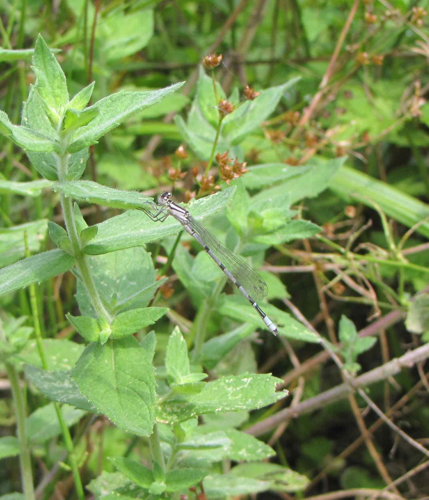 libellula2